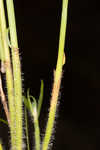 Dwarf umbrella-sedge